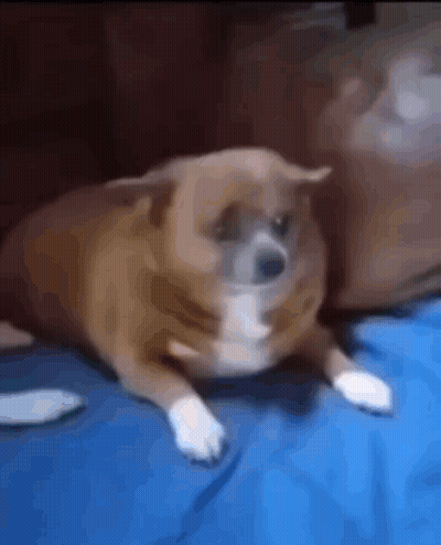 Brown And White Dog Lying On Blue Blanket GIF