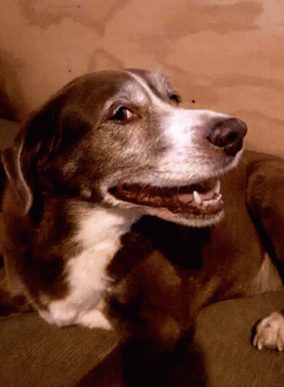 Brown And White Dog Lying On Couch GIF