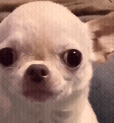 Brown And White Dog Lying On Floral Bag GIF
