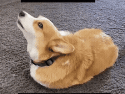 Brown And White Dog Lying On Its Back GIF