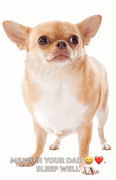 Brown-And-White Dog Me With Your Dad Sleep Well GIF