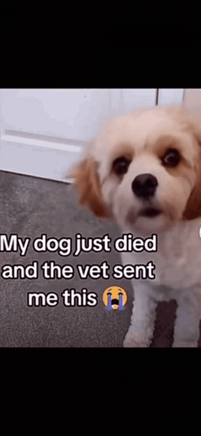 Brown And White Dog My Dog Just Died And The Vet Sent Me This GIF