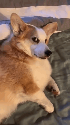 Brown And White Dog On Bed Looking At Camera GIF