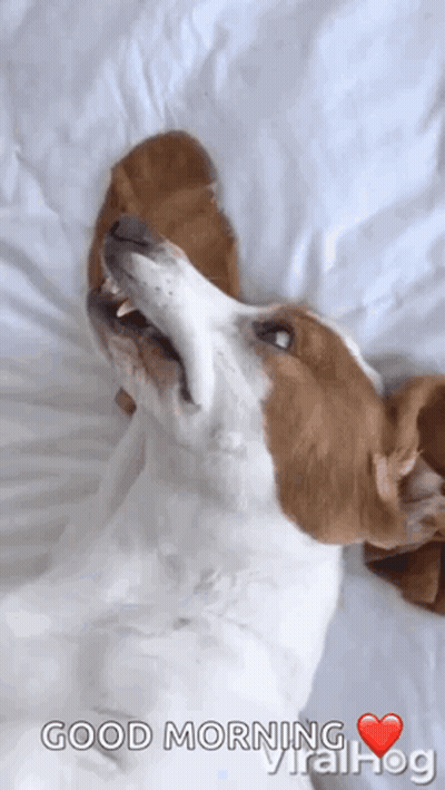 Brown And White Dog On Bed With Good Morning Viralhog GIF