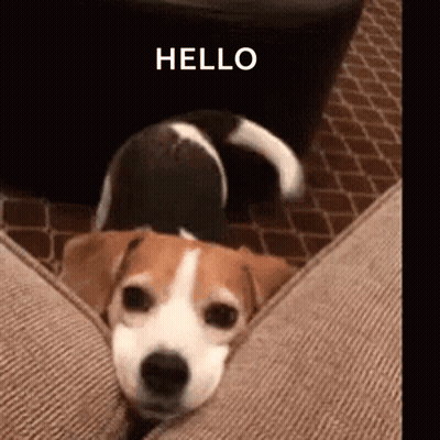 Brown And White Dog On Couch Saying Hello GIF