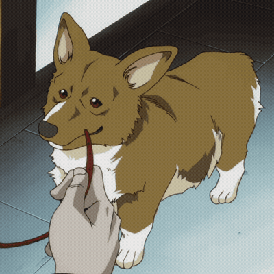 Brown And White Dog On Leash GIF