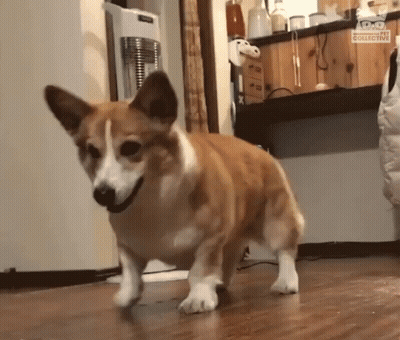 Brown And White Dog On Wooden Floor With Collective GIF