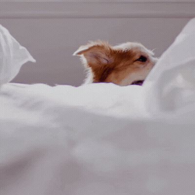 Brown And White Dog Peeking Out Of Bed Saying Oh Hello GIF