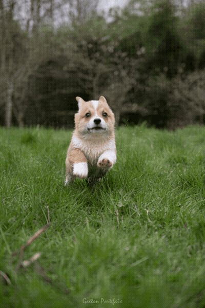 Brown And White Dog Running In Grassy Field Garden Postfair GIF