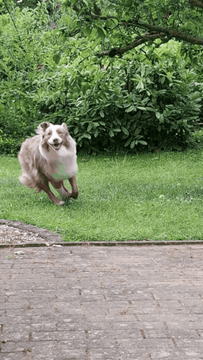Brown And White Dog Running On Brick Path GIF