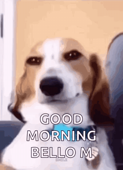 Brown And White Dog Saying Good Morning Bello M GIF