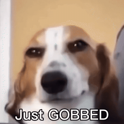 Brown And White Dog Saying Just Gobbed GIF