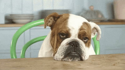 Brown And White Dog Sitting At Table GIF