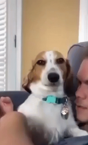 Brown And White Dog Sitting Beside Man On Couch GIF