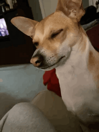 Brown And White Dog Sitting Eyes Closed On Couch GIF