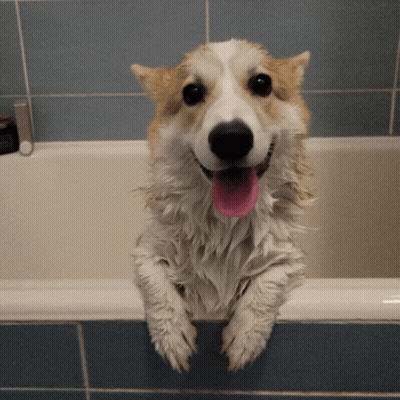 Brown And White Dog Sitting In Bathtub With Tongue Out GIF