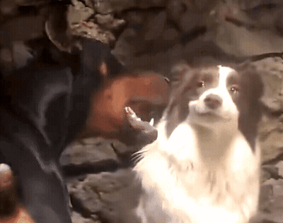 Brown And White Dog Sitting In Rocky Area GIF