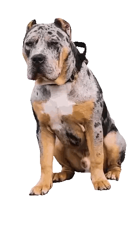 Brown And White Dog Sitting Sticker