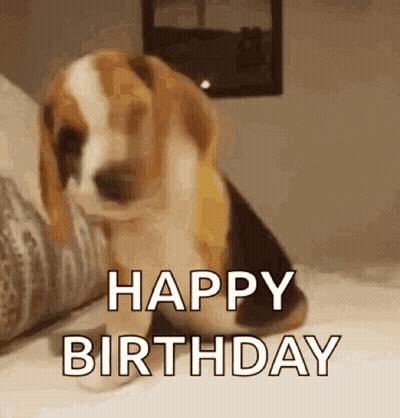 Brown And White Dog Sitting On Bed Happy Birthday GIF