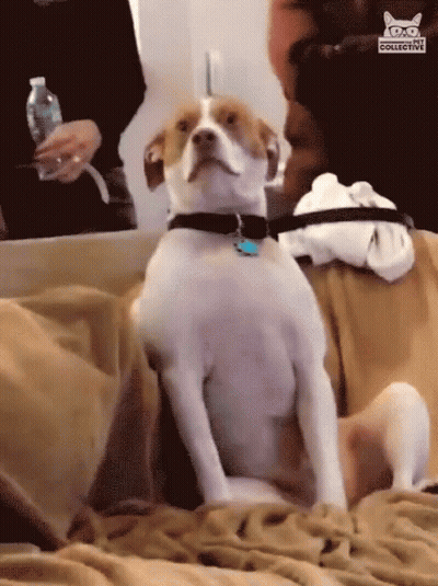 Brown And White Dog Sitting On Bed With Cat Collective Logo GIF