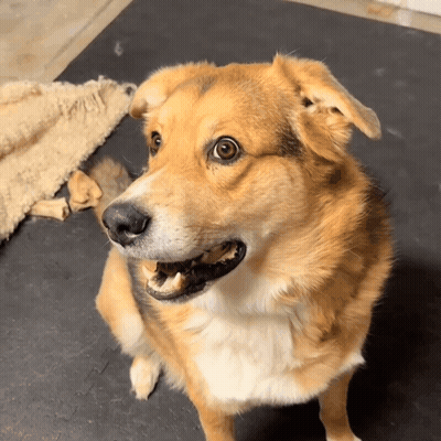 Brown And White Dog Sitting On Black Mat Mouth Open GIF