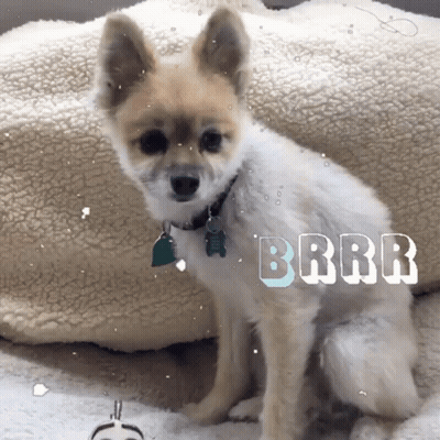 Brown And White Dog Sitting On Blanket Saying Brrr GIF