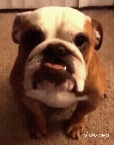 Brown And White Dog Sitting On Carpet With Mouth Open Vivavideo GIF