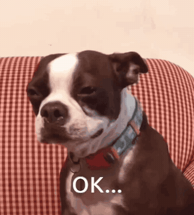 Brown And White Dog Sitting On Checkered Couch Saying Ok GIF