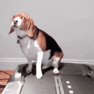 Brown And White Dog Sitting On Computer Monitor GIF