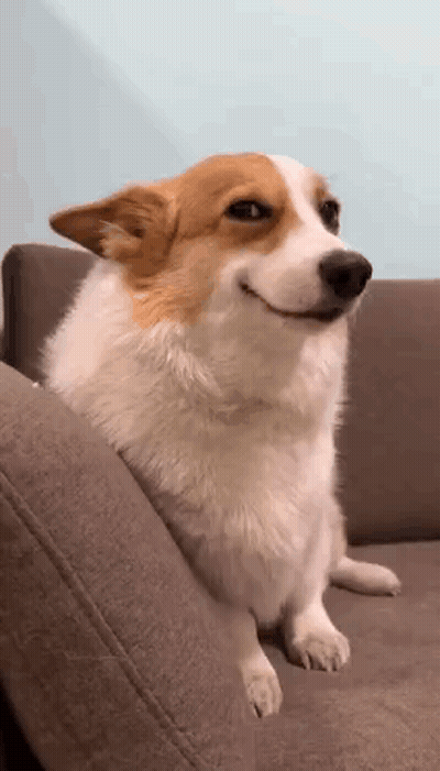Brown And White Dog Sitting On Couch GIF
