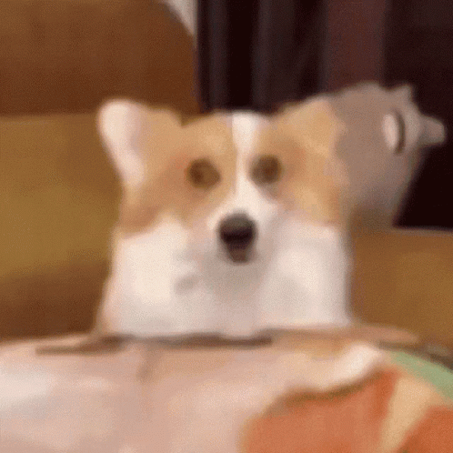 Brown And White Dog Sitting On Couch GIF
