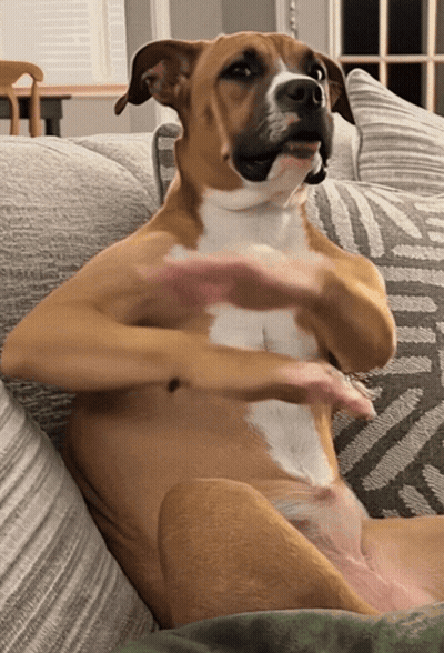Brown And White Dog Sitting On Couch GIF
