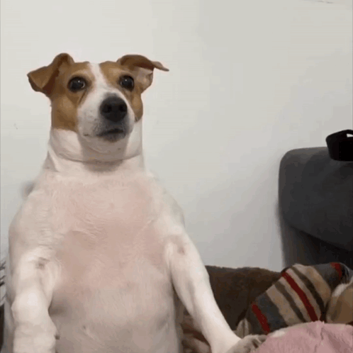 Brown And White Dog Sitting On Couch Looking At Camera GIF