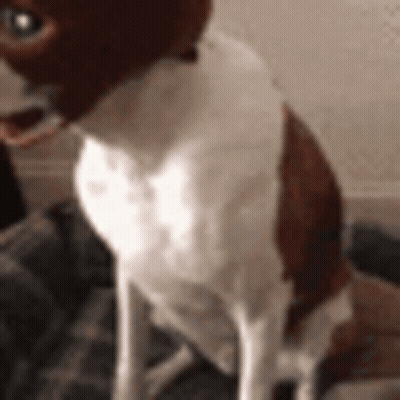 Brown And White Dog Sitting On Couch Looking At Camera GIF