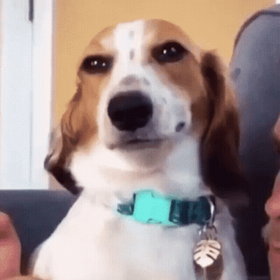 Brown And White Dog Sitting On Couch Looking At Camera GIF