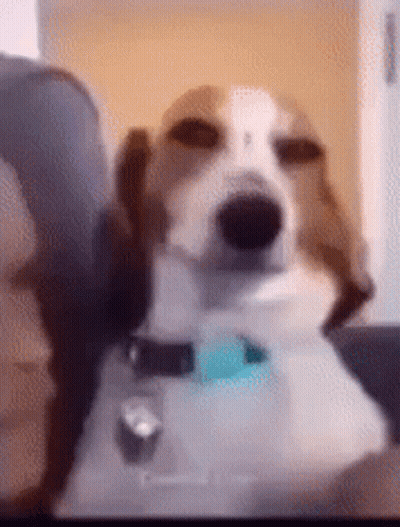 Brown And White Dog Sitting On Couch Looking At Camera GIF