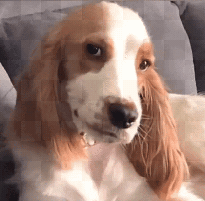 Brown And White Dog Sitting On Couch Looking At Camera GIF