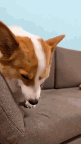 Brown And White Dog Sitting On Couch GIF