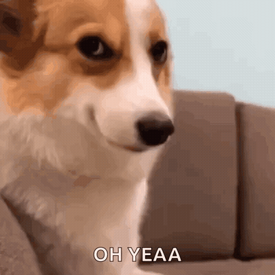 Brown And White Dog Sitting On Couch Saying Oh Yea GIF