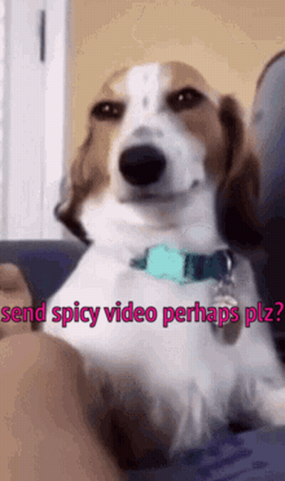 Brown And White Dog Sitting On Couch Saying Send Spicy Video Perhaps Plz GIF