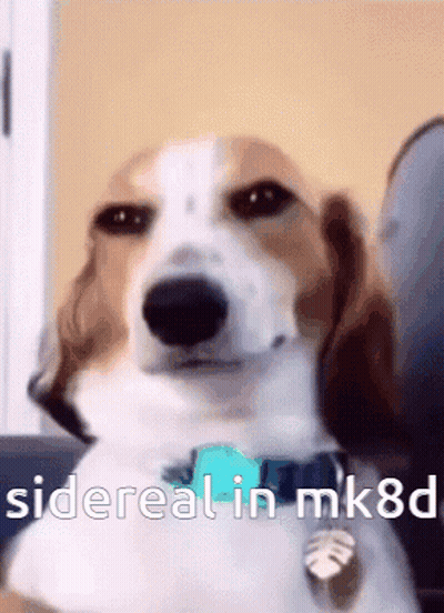 Brown And White Dog Sitting On Couch Sidereal In MK8D GIF