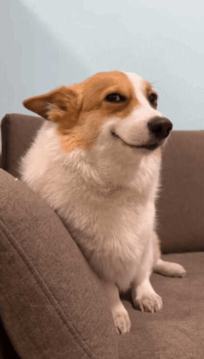 Brown And White Dog Smiling On Couch GIF