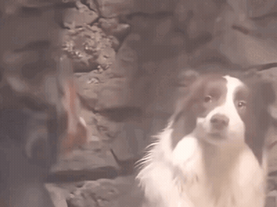 Brown And White Dog Standing By Rock Wall GIF