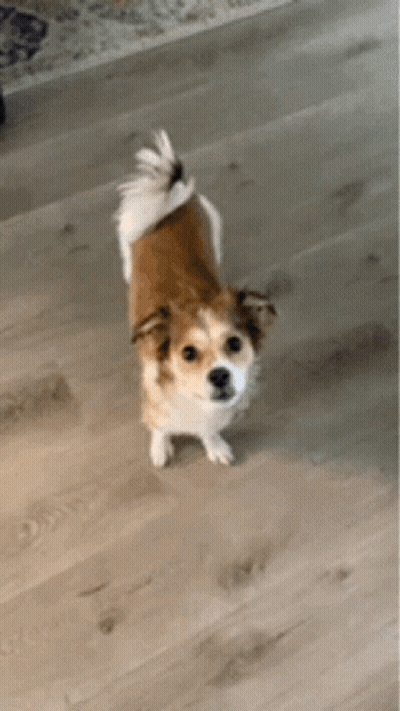 Brown And White Dog Standing GIF