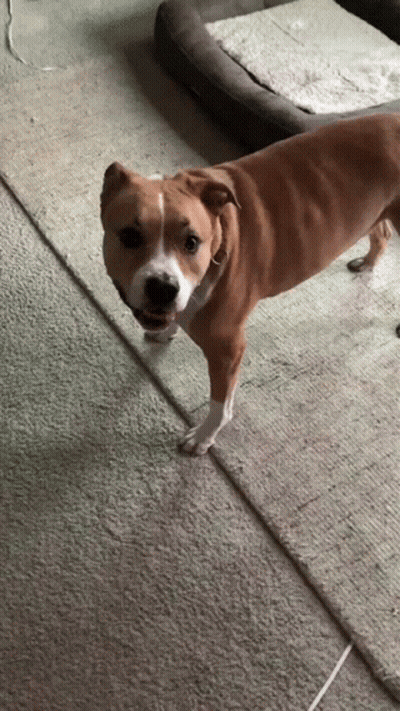 Brown And White Dog Standing On Carpet GIF