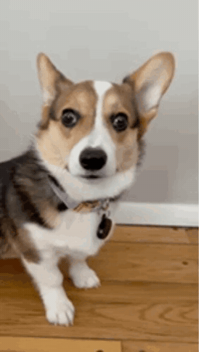 Brown And White Dog Standing On Hind Legs GIF