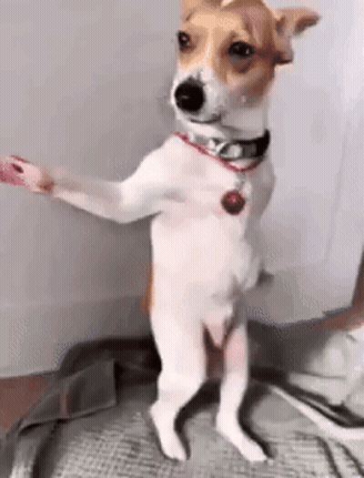 Brown And White Dog Standing On Hind Legs GIF