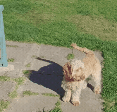 Brown And White Dog Standing On Sidewalk GIF