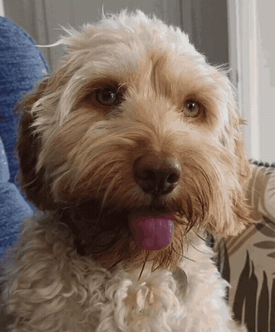 Brown And White Dog Sticking Out Tongue GIF
