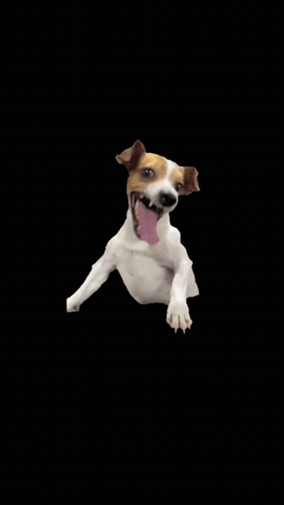 Brown And White Dog Tongue Out GIF